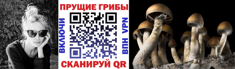 ОМГ ОМГ как зайти  Олонец  Галлюциногенные грибы GOLDEN TEACHER 